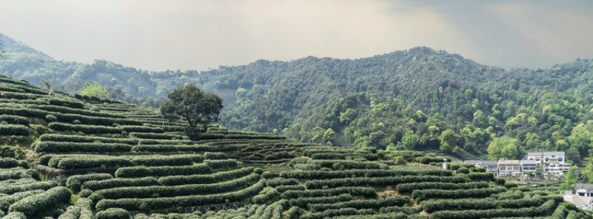 Tea garden wildlife habitat — terraced rows in China with shade trees that support birds and biodiversity
