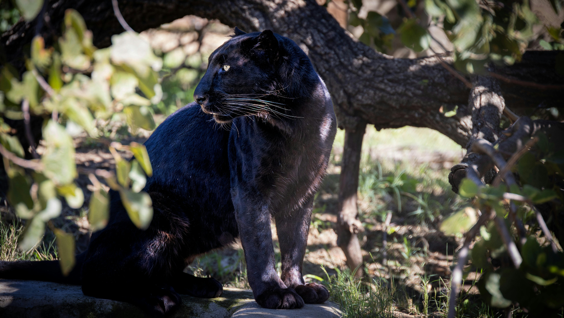 A black leopard resting among tea plantation rows in Assam, India, shaded by tall trees planted to protect the tea bushes
