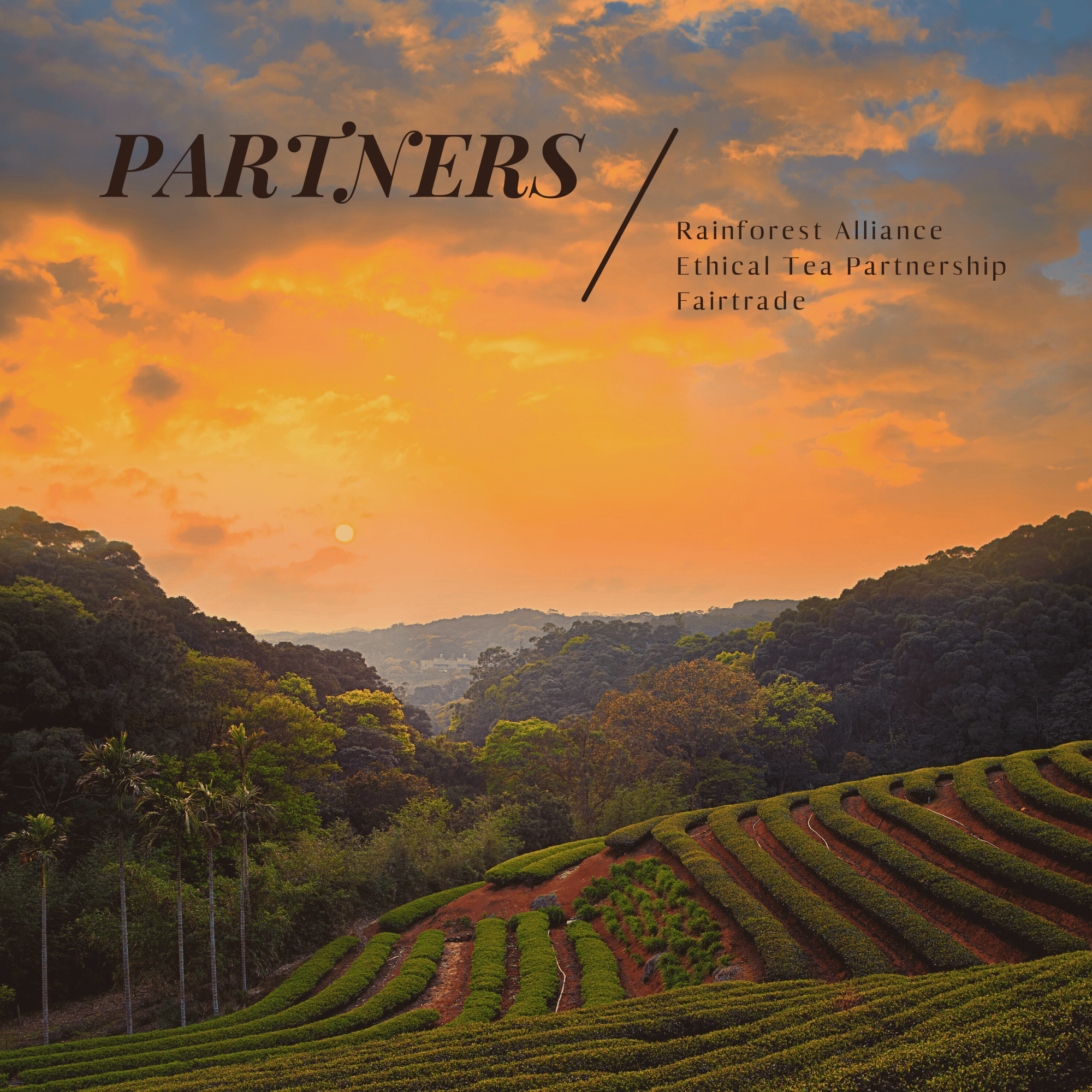 Sultry & Sophisticated. Earl Grey Black Tea